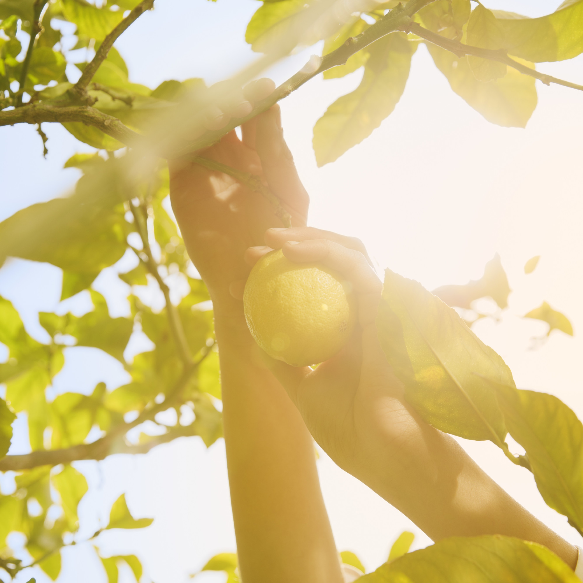Maison Margiela Replica Under the Lemon Trees Eau de Toilette - Image 3